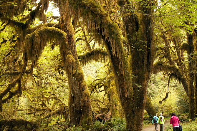 3 Days in Olympic National Park from Seattle: Silent Forest - Hoh Rainforest - Day 2: Six hours beneath the trees at the Hoh