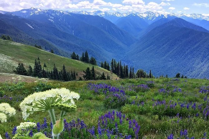 3 Days in Olympic National Park from Seattle: Silent Forest - Hoh Rainforest - What the $2,895 price really covers