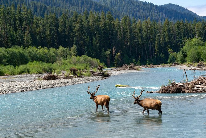 3 Days in Olympic National Park from Seattle: Silent Forest - Hoh Rainforest - Booking details worth knowing