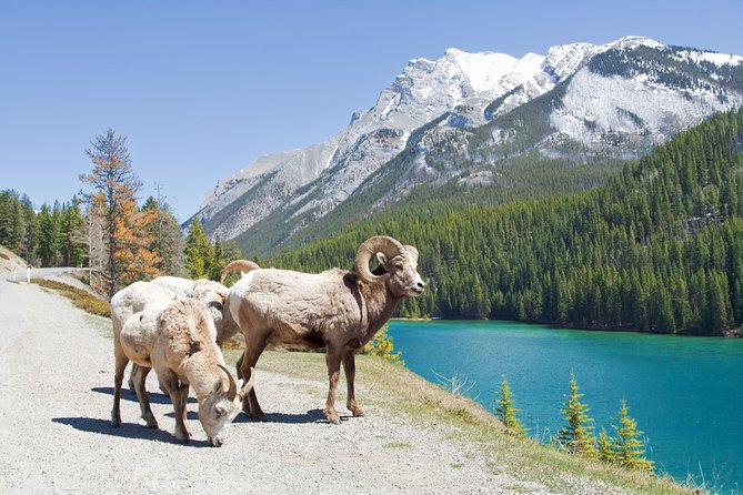 7-Day Small Group Tour: Canadian Rockies and National Parks - Day 5: Jasper National Park and Mount Robson