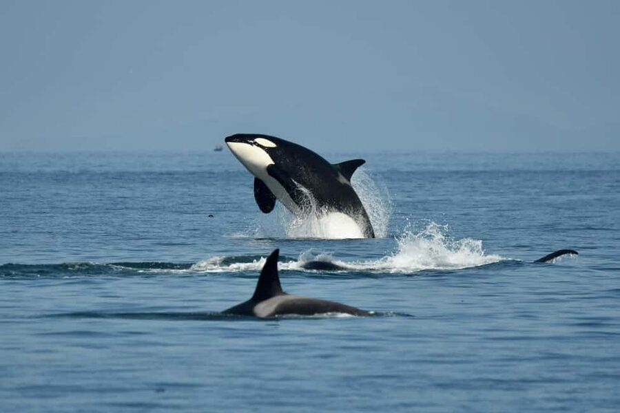 Anacortes: Full Day Whale/Wildlife Tour; Friday Harbor Stop - Starting at Skyline Marina in Anacortes