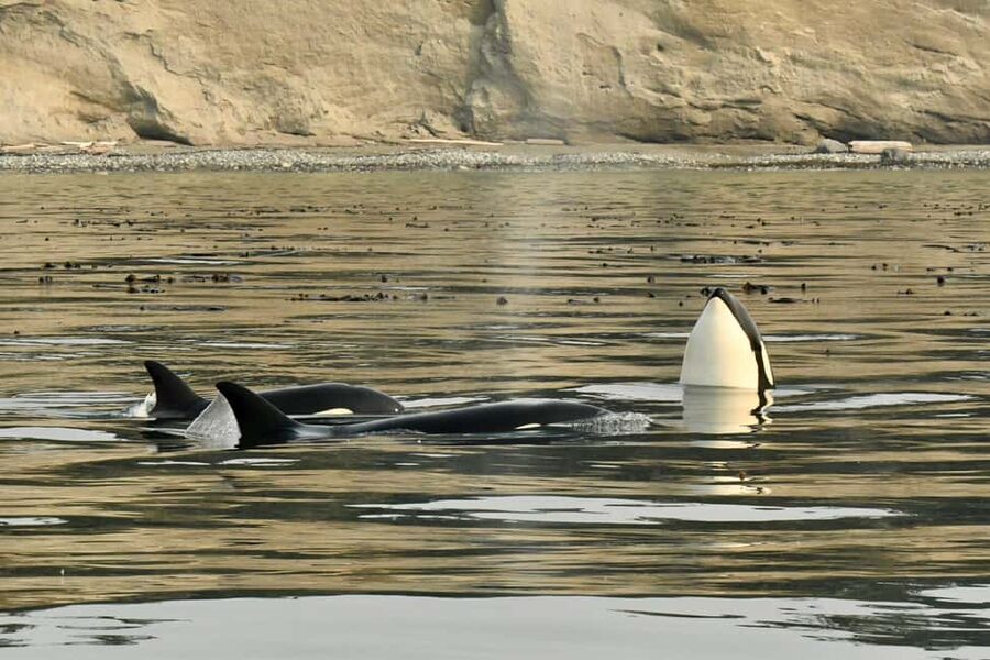 Anacortes: Full Day Whale/Wildlife Tour; Friday Harbor Stop - Who will enjoy this boat trip most