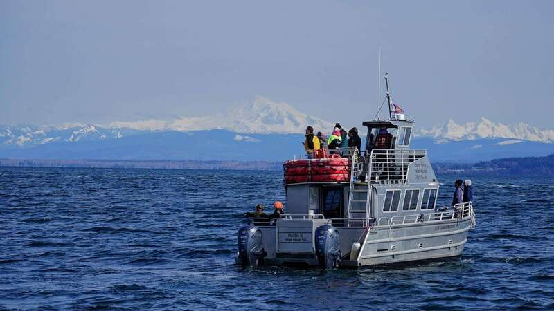 Anacortes: Orca Whales Guaranteed Boat Tour near Seattle - Key points to know before you book