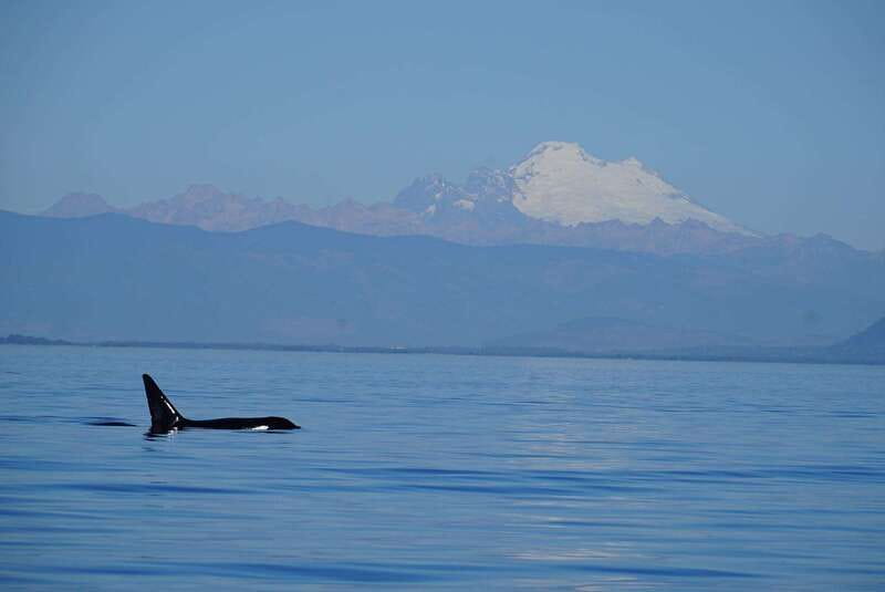 Anacortes: Orca Whales Guaranteed Boat Tour near Seattle - From Anacortes to the open Salish Sea