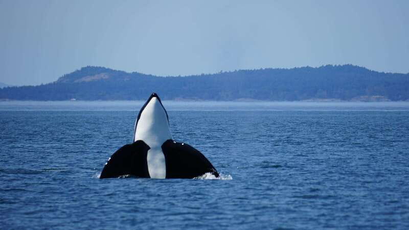 Anacortes: Orca Whales Guaranteed Boat Tour near Seattle - What the four-hour outing feels like