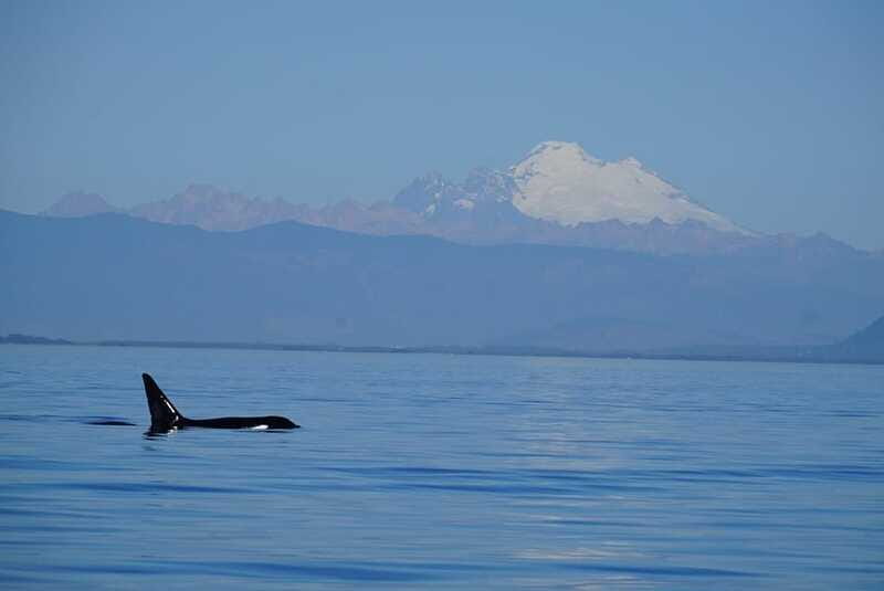 Anacortes: Orca Whales Guaranteed Boat Tour near Seattle - Why the Salish Sea setting adds value