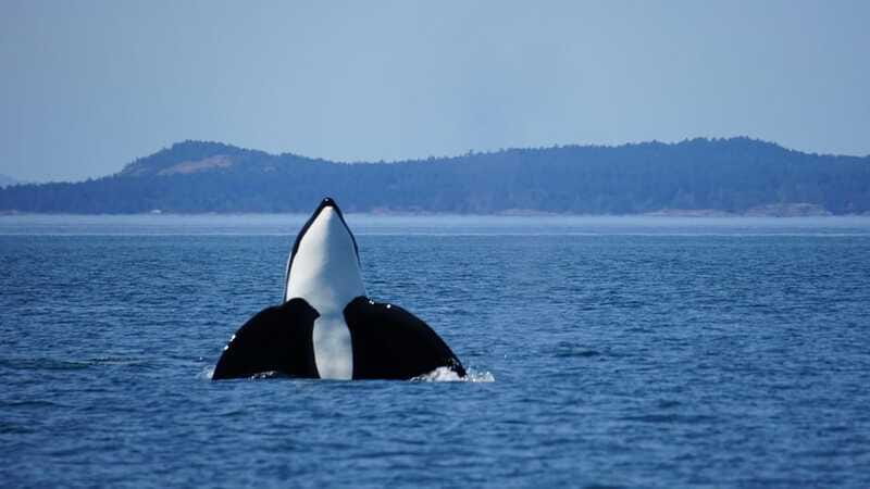 Anacortes: Orca Whales Guaranteed Boat Tour near Seattle - Practical tips for a smoother day