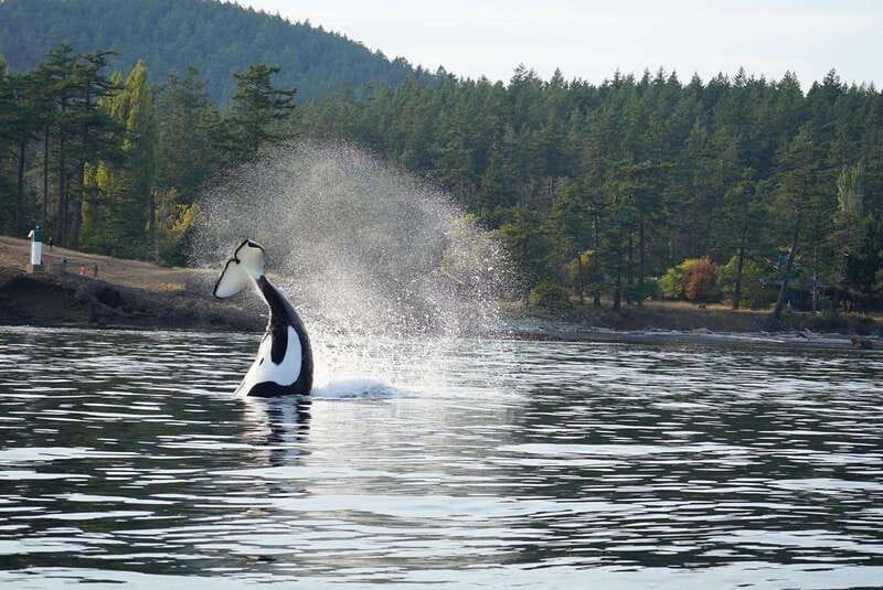 Anacortes: Orca Whales Guaranteed Boat Tour near Seattle - Should you book the Anacortes orca tour?