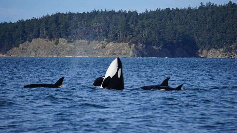 Anacortes: Orca Whales Guaranteed Boat Tour near Seattle - Searching for Bigg’s orcas