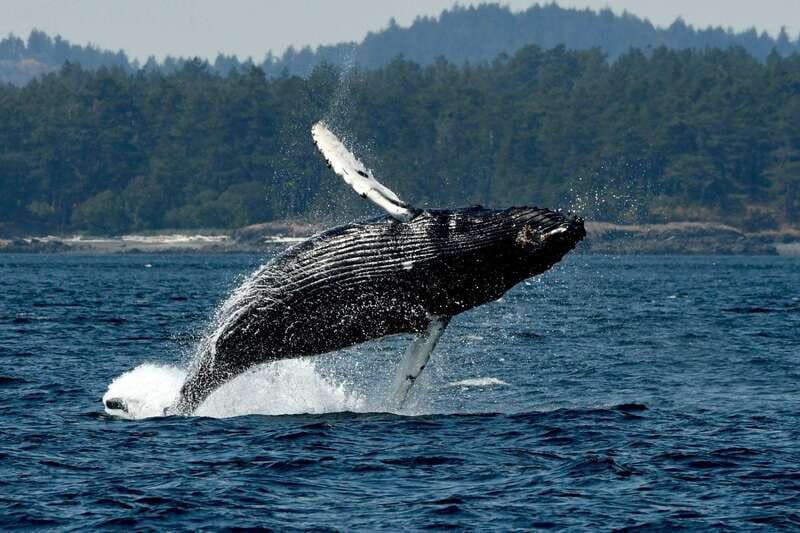 Anacortes: Whale Watching Adventure Tour Near Seattle - Key points before you book