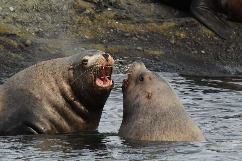 Anacortes: Whale Watching Adventure Tour Near Seattle - Who should book this Anacortes tour?