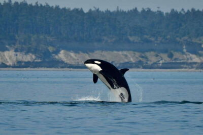 Whale Watching Adventure Tour Near Seattle