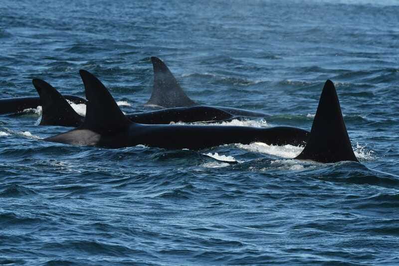 Anacortes: Whale Watching Adventure Tour Near Seattle - Leaving Anacortes for the San Juan Islands