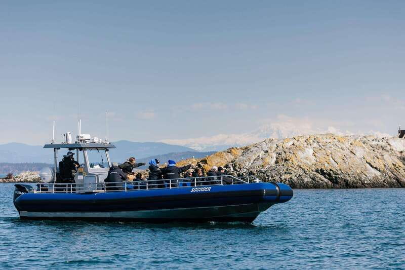 Anacortes: Whale Watching Adventure Tour Near Seattle - Searching for orcas, humpbacks, and smaller wildlife