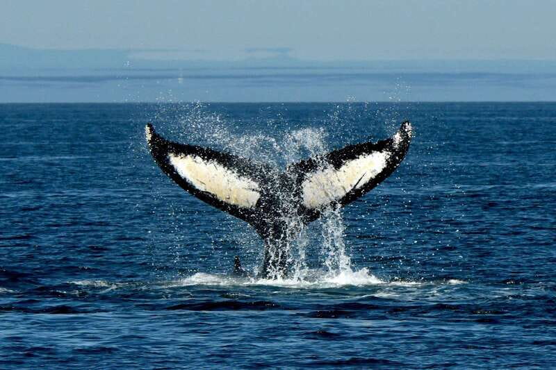 Anacortes: Whale Watching Adventure Tour Near Seattle - What the captain and naturalist add