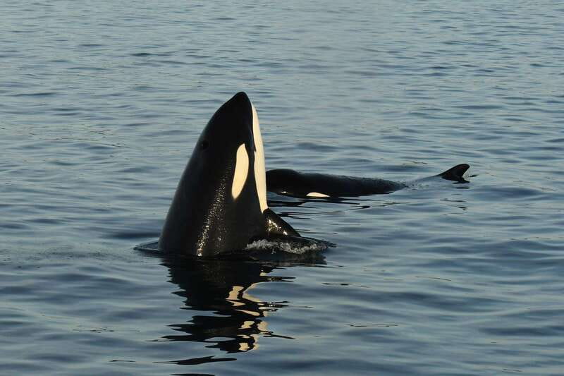 Anacortes: Whale Watching Adventure Tour Near Seattle - Comfort, speed, and the trade-off of a zodiac