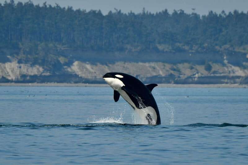 Anacortes: Whale Watching Adventure Tour Near Seattle - Meeting Blue Kingdom at Skyline Marina