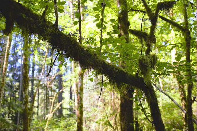 Bainbridge Island Serenity Forest Hike & Cultural Landmarks Tour - Meeting your guide at the ferry terminal