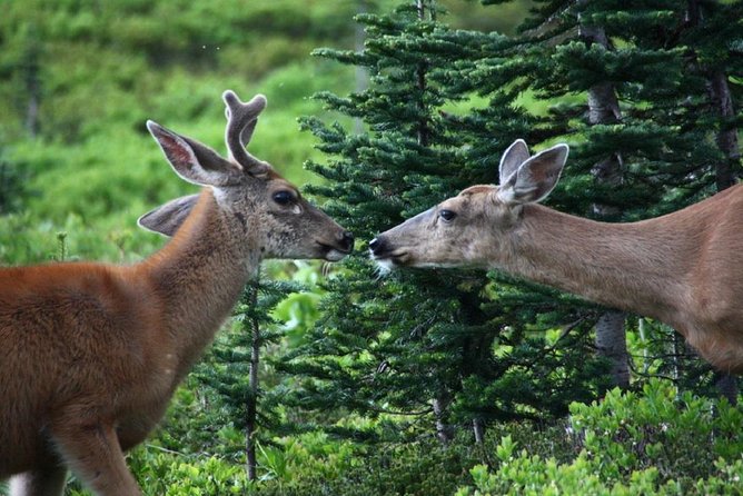 Best of Mount Rainier National Park from Seattle: All-Inclusive Small-Group Tour - The morning ride, coffee, and first forest walk