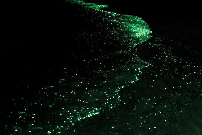 Bioluminescence Kayak Tour in the San Juan Islands - Why the water glows after sunset