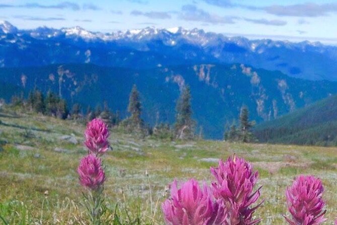 Explore Olympic National Park from Seattle through Van /Ferry - A long day with a lot of Washington in it