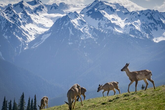 Explore Olympic National Park from Seattle through Van /Ferry - Is $335 a fair price?