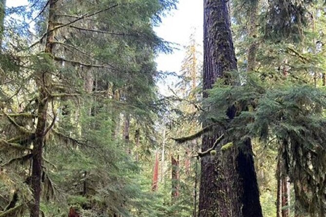 Forks Town, Twilight Movie, Olympic Small Group 1 Day Tour - Weather, closures, and route changes