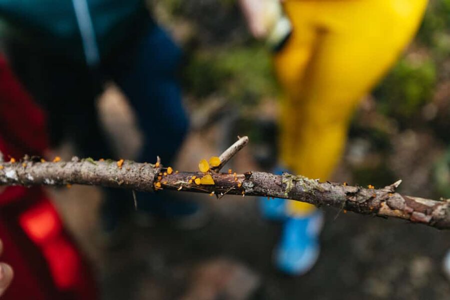 From Seattle: Visit Snoqualmie Falls and Hike to Twin Falls - What Jonny adds to the morning