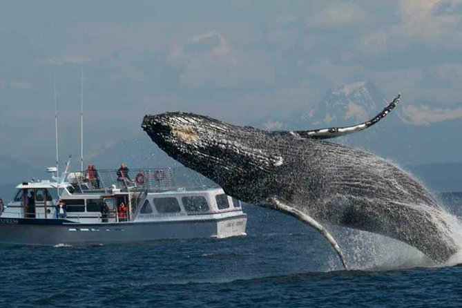 Guaranteed Whale Watching Tour - What this Orcas Island whale trip is really like
