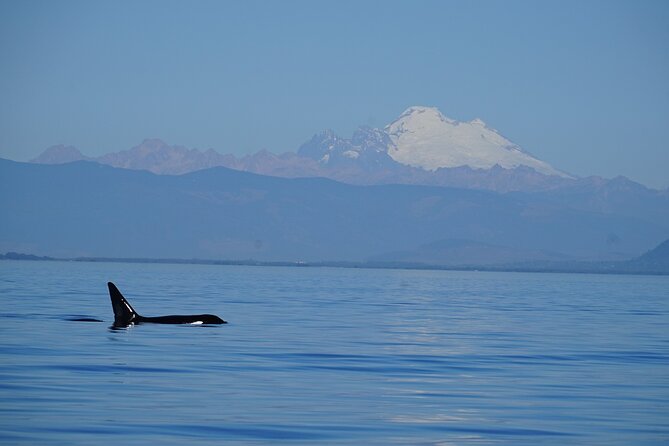 Guaranteed Whale Watching Tour - Leaving from 1608 Rosario Road in Eastsound