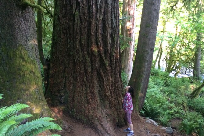 Guided forest hike to Seattle waterfalls incl. Snoqualmie Falls - Why this half-day outing works so well