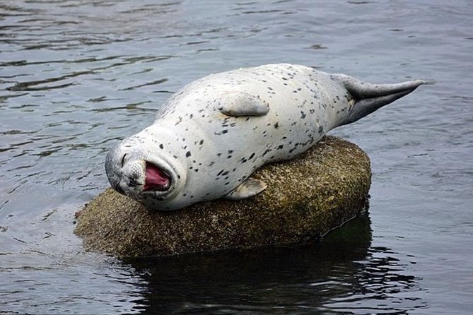 Guided Kayak Tour on San Juan Island - Guides who keep the lesson relaxed