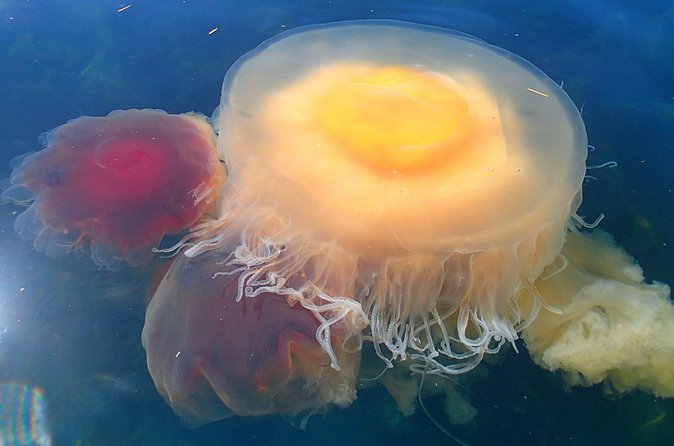 Guided Kayak Tour on San Juan Island - Returning to 25 Nichols Street