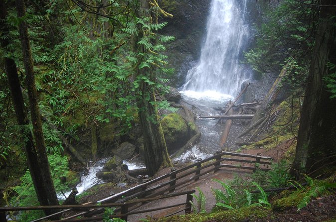 Half Day Guided Tour of Olympic National Park - The guide can make or break a short tour