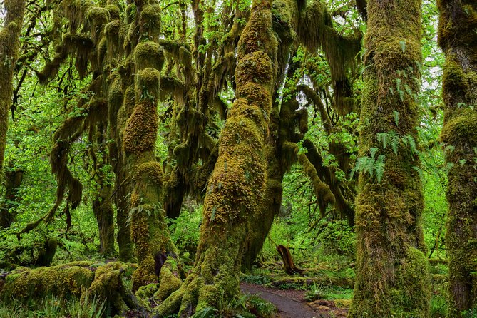 Hoh Rain Forest and Rialto Beach Guided Tour in Olympic National Park - Why this day works for first-time Olympic visitors