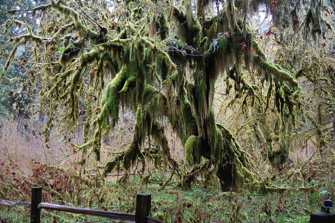 Hoh Rain Forest and Rialto Beach Guided Tour in Olympic National Park - What the guides add to the day