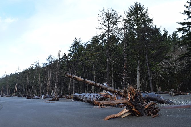 Hoh Rain Forest and Rialto Beach Guided Tour in Olympic National Park - The real cost of the $195 price