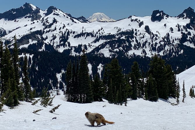 Mt. Rainier highlights - old forest, falls and glaciers - Paradise and the uphill glacier walk