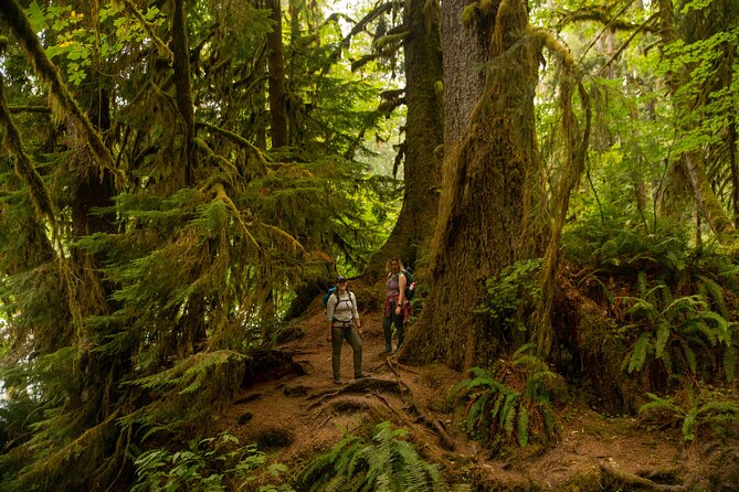 Olympic Full Day Private Tour & Hike - What your private guide adds