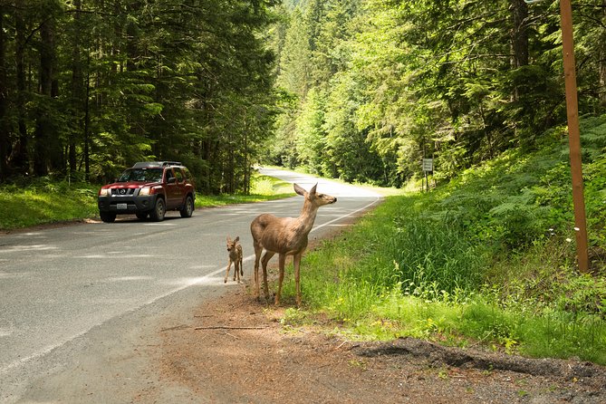 Olympic National Park Day Tour from Seattle - The Elwha River and changing park access