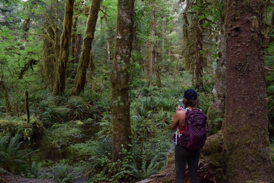 Olympic National Park: Hoh Rain Forest and Rialto Beach Tour - Why this route works so well