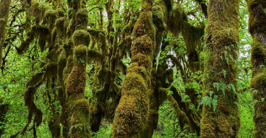 Olympic National Park: Hoh Rain Forest and Rialto Beach Tour - Walking the Hoh on two nature loops