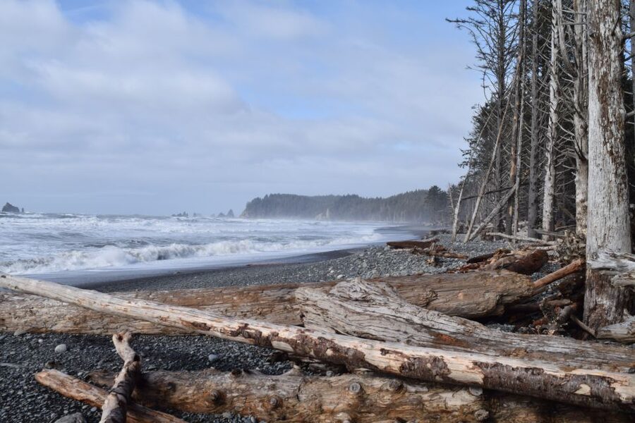 Olympic National Park: Hoh Rain Forest and Rialto Beach Tour - Who should book this Olympic National Park day?