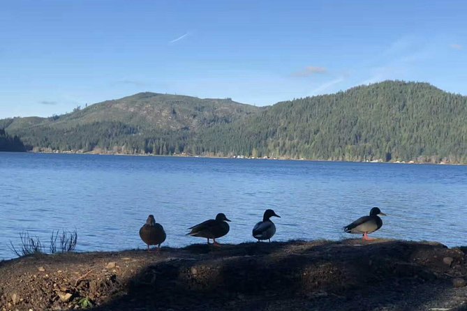 Olympic National Park Small Group Day Tour w/Scenic Ferry 2CanGo - Hurricane Ridge: the high point of the day
