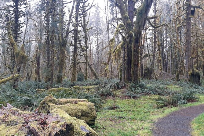 Olympic Peninsula and Forest Tour - Why the Quinault rainforest is the main event
