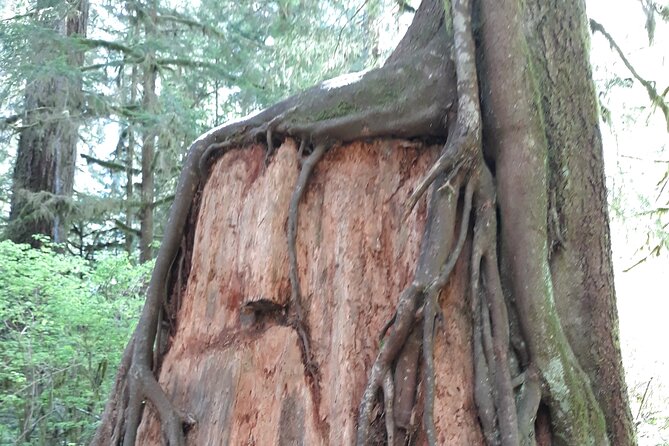 Olympic Peninsula and Forest Tour - The drive from Seattle is part of the story