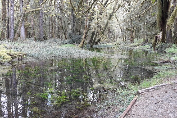 Olympic Peninsula and Forest Tour - What the guide adds to a private day