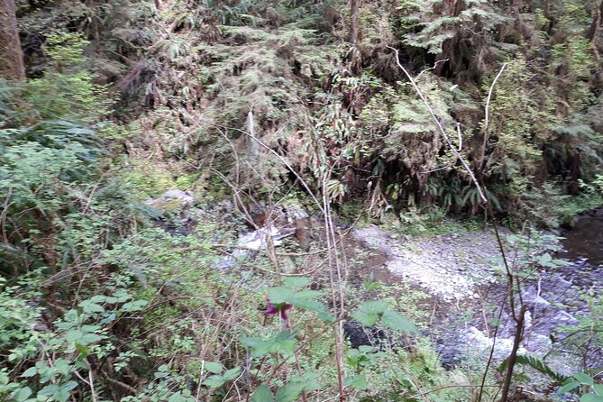 Olympic Peninsula and Forest Tour - Is $440.30 per person good value?