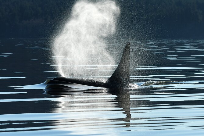 Only Wildlife and Whale Watching Tour Leaving from Seattle - Key points at a glance