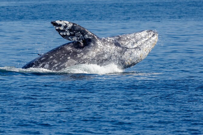 Only Wildlife and Whale Watching Tour Leaving from Seattle - Leaving Seattle from Pier 69